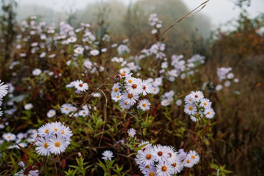 Aster