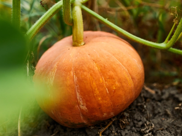 Orange pumpa sitter på jorden.