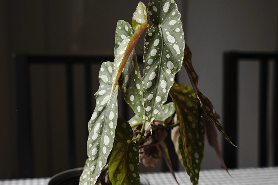Forellbegonia