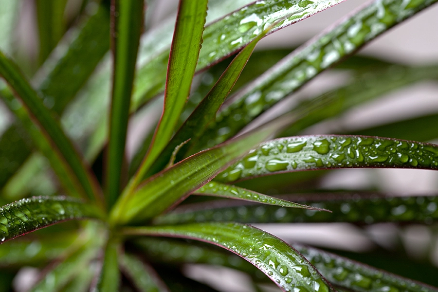 Dracena