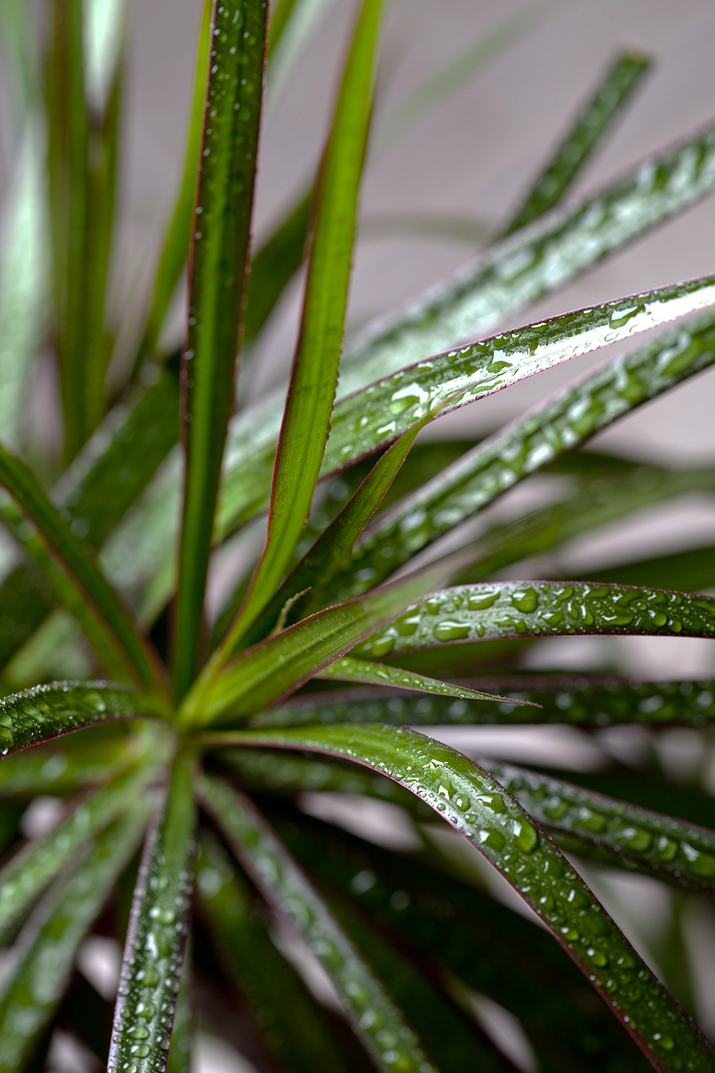 dracena dracena