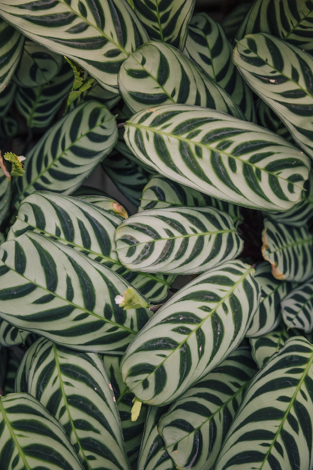calatea calatea