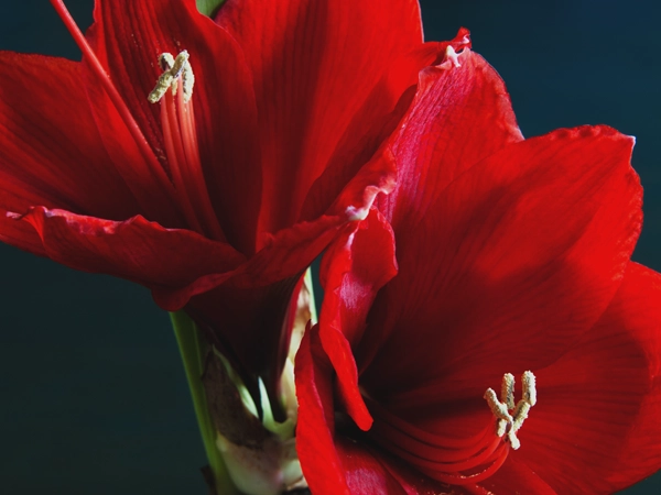 julblommor_amaryllis_650px