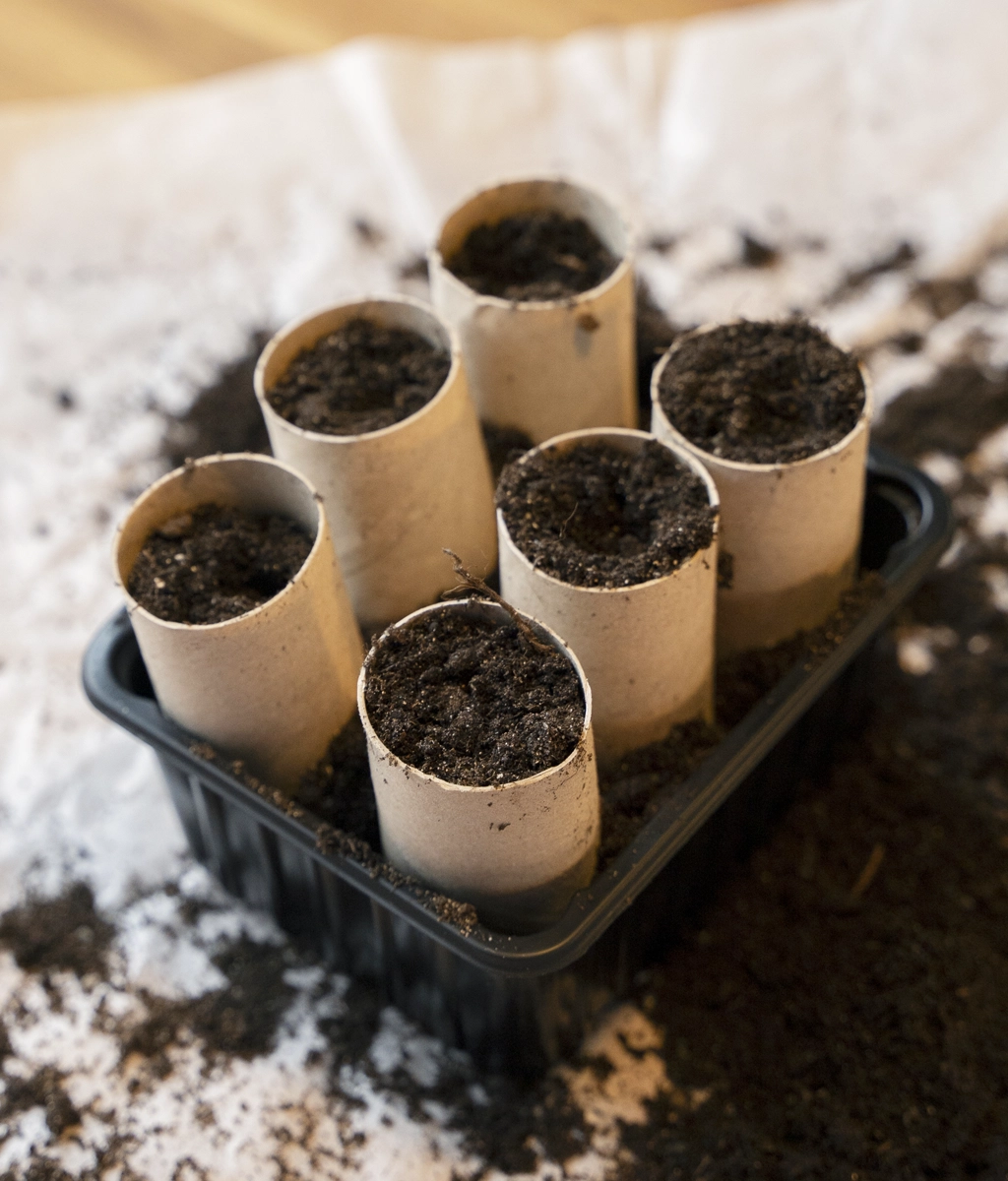 Toarullar som står i en mindre plastlåda. Toarullarna är fyllda med jord för att kunna plantera i.