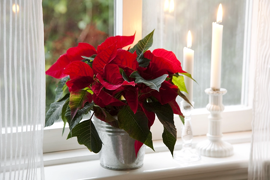 Julstjärna i kruka som står i ett fönster.