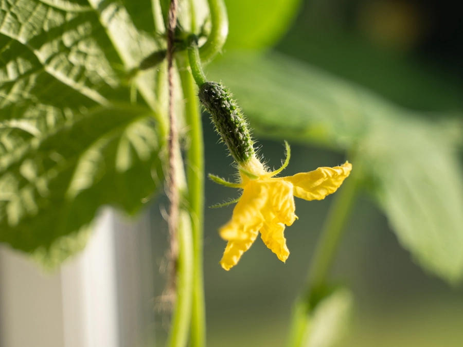 Liten blommande gurka på gurkplanta.
