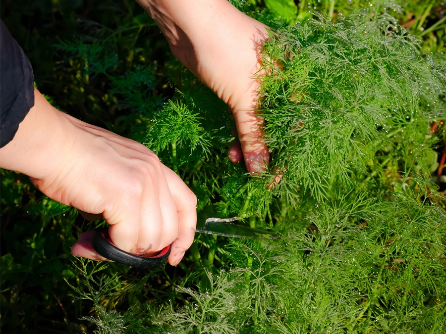 Person klipper ett stycke dill från plantan.