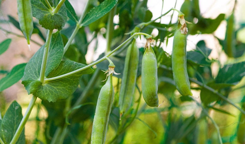 Gröna ärtskidor på planta.