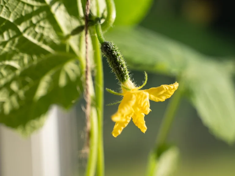 Liten blommande gurka på gurkplanta.