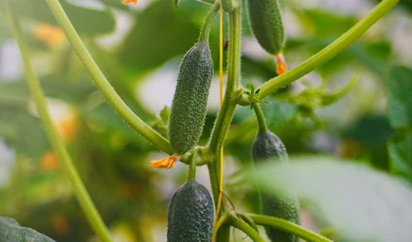 Flera druvgurkor hänger från plantan.