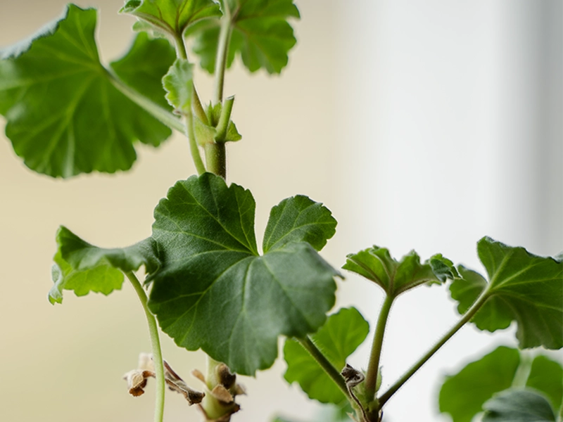 Gröna pelargonblad.