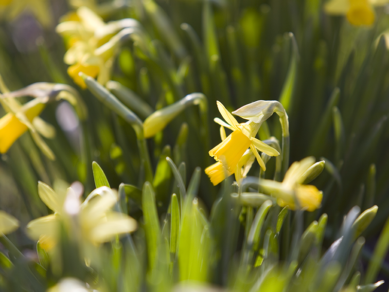 Narcisser