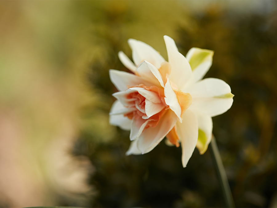 Plantera_vårlökar_900x675px