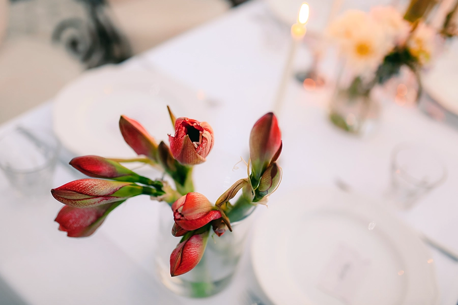 Amaryllis i vas