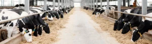 Kossor vid foderbord inomhus