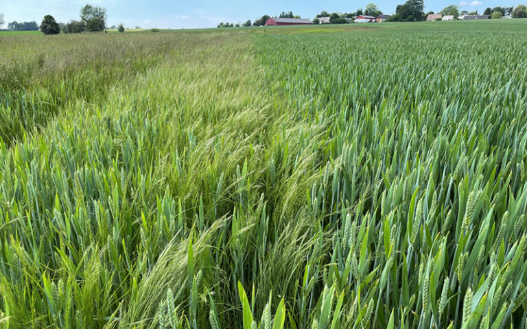 Rattsvingel-i-hostvete