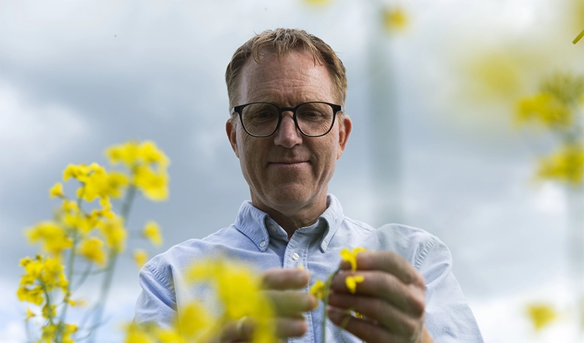 Lars Olsen, Växtdoktorn, studerar blomma av höstraps.