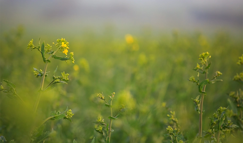 Raps som börjar blomma