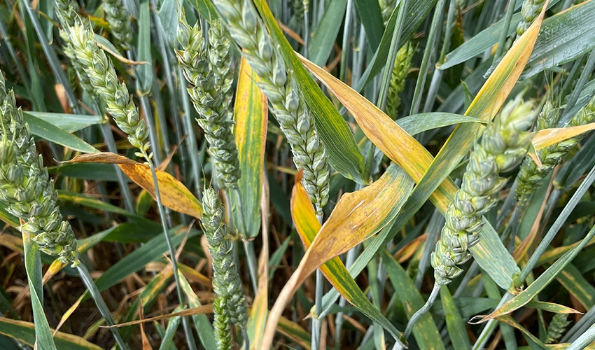 Citrongula flaggblad